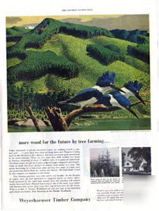 1953 weyerhaeuser print ad kingfisher bird pacific nw
